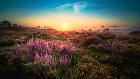 Pink heather in bloom, blooming heater landscape in the National park: Aekingerzand, Netherlands. Hollandの写真素材