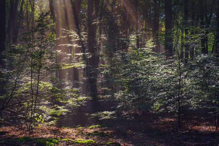 Sun rays fall through the branches into the autumn forest surrounded by morning fogの写真素材