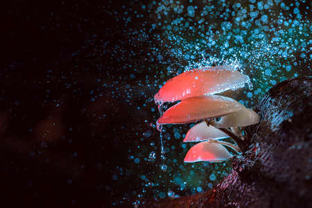 Sunbeams make their way through the morning haze of fog in the forest. The sun's rays make their way through the crowns of trees in the morning hours of a warm summer day.の写真素材