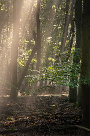 Sunbeams make their way through the morning haze of fog in the forest. The sun's rays make their way through the crowns of trees in the morning hours of a warm summer day.の写真素材