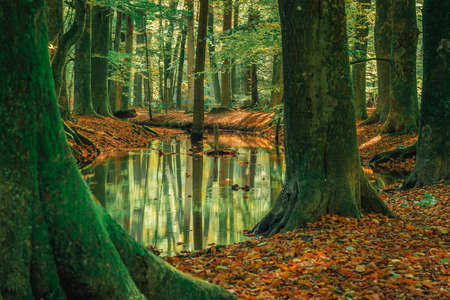 Autumn landscape with colorful forest. Indian summer landscape. Colorful foliage with beautiful...