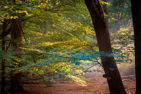 Sunlight Shining Through a Forest on a Foggy Morning. Light rays streaming through the fog illuminates beech and deciduous trees in Octoberの写真素材