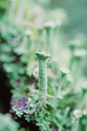 Water droplets on cladonia fringed. Lichens growing in the forest. Sunlit drops of water on a...