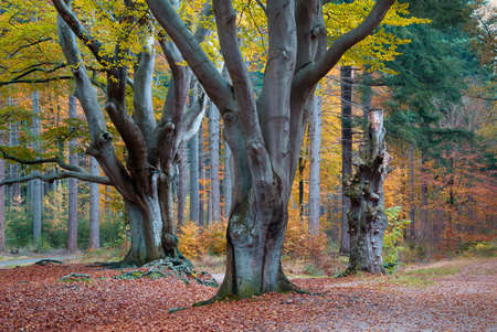 Big old brown beech trees with hanging branches above a walking trail through the park of an ancient...
