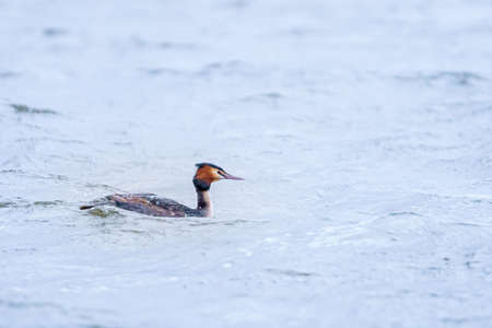 Great Crested Grebe, Podiceps cristatus with beautiful orange colors, a water bird with red eyes. It...