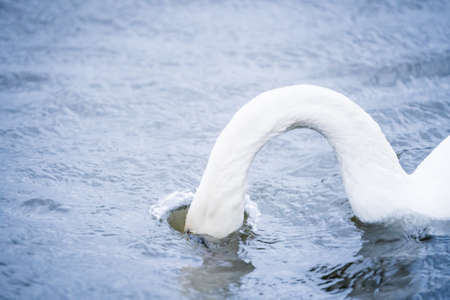 Majestic white mute swan on large lake with strong wind between the wavesの写真素材