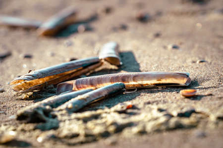 Beach at the Dutch North Sea coast with in the foreground razor shells on the beach