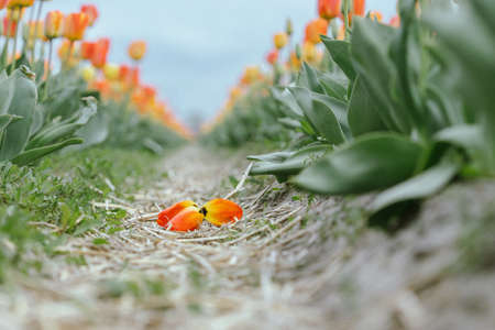 Beautiful tulip macro with a red bulbfield in the background in spring in Hollandの写真素材