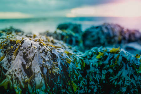 Seaweed with fresh green color washed by the waves on the beach.の写真素材