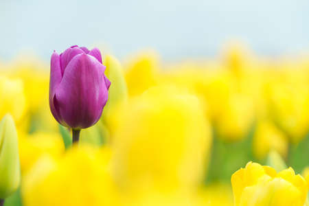 Beautiful tulip macro with a red bulbfield in the background in spring in Hollandの写真素材