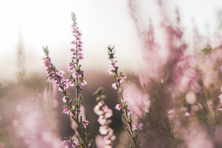 Purple common heather (Calluna vulgaris) Blooming Heather field in the Netherlands national park,...