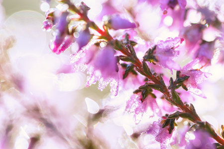 Blooming wild fairy blue common heather (Calluna vulgaris). Nature, floral, flowers background.