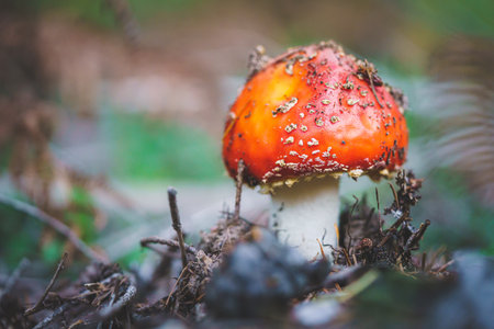 Magical mushrooms with a blurred forest background. red with white spotted fly agarics lit up as...