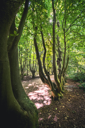 Coastal forest scenery with knaggy trees near Domburg in Zeeland, a province in the Netherlands at summer timeの写真素材