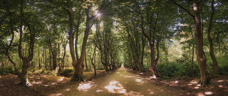 Coastal forest scenery with knaggy trees near Domburg in Zeeland, a province in the Netherlands at...