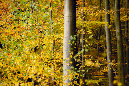 Golden young beech tree on a sunny day. Close up of colorful red, orange, yellow leaves. Natural...