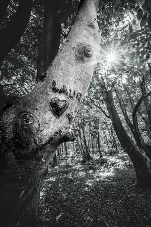 Coastal forest scenery with knaggy trees near Domburg in Zeeland, a province in the Netherlands at summer timeの写真素材