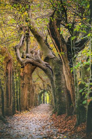 Beautiful autumn romantic tree tunnel. Natural tree tunnel in the Netherlands.