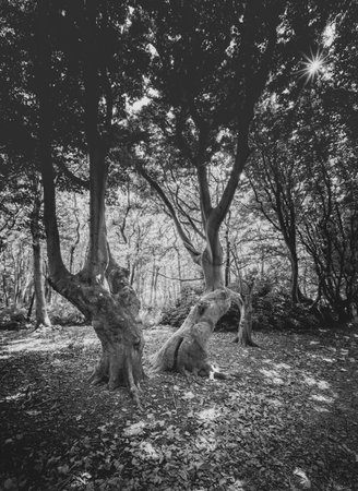 Coastal forest scenery with knaggy trees near Domburg in Zeeland, a province in the Netherlands, Buitenplaats Berkenboschの写真素材