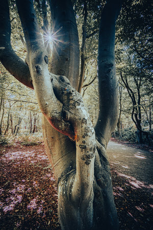 Coastal forest scenery with knaggy trees near Domburg in Zeeland, a province in the Netherlands, Buitenplaats Berkenboschの写真素材
