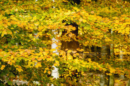Autumn leaves in the forest. Beautiful autumn landscape with trees.