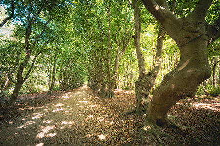 Coastal forest scenery with knaggy trees near Domburg in Zeeland, a province in the Netherlands,...