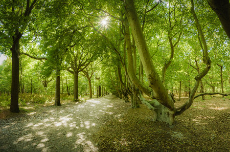 Coastal forest scenery with knaggy trees near Domburg in Zeeland, a province in the Netherlands at summer timeの写真素材