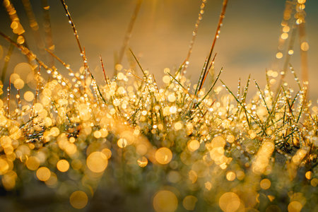Nature background at sunset. close-up. water drops on grass after rain. the sun is breaking through grass.の写真素材