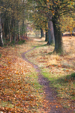 Countryside with small nature gravel footpath and bare trees in the forest at autumn