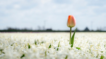 Growing flower bulbs in the Dutch landscape with blooming spring flowers such as tulips, hyacinths...