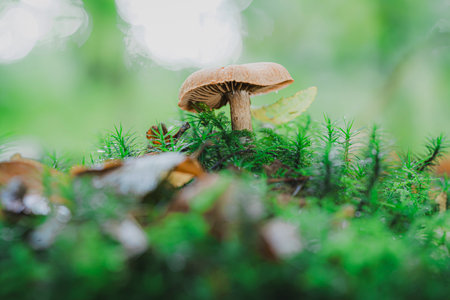Natural green background. Have moisture Looking and feel comfortable feeling fresh like traveling in the forest.の写真素材