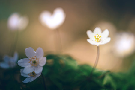 Spring forest landscape with fresh windflowers outdoors. Nature and environment ecology concept.の写真素材