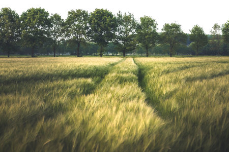 Meadow of wheat on sundown. Nature composition.の写真素材