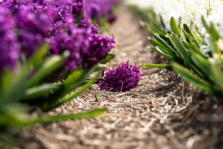 Hyacinth production on a farm in Holland, Netherlands, Dutch country business greenhouses and field...