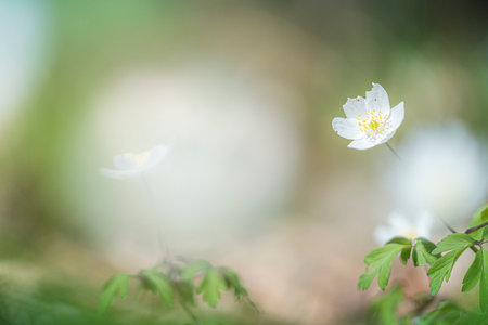 Spring forest landscape with fresh windflowers outdoors. Nature and environment ecology concept.の写真素材
