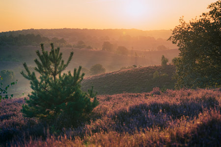 Morning sunbeams fall over the misty hills covered with flowering heather Posbank, the Netherlandsの写真素材