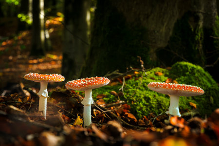 Wild red fly agaric mushrooms with white spotted caps growing on autumn woods in nature against blurred background on summer dayの写真素材
