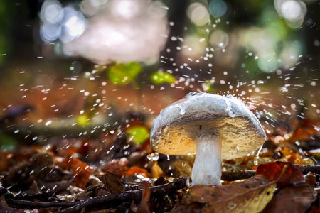 Fantasy mushrooms glowing in a magical autumn woodlandの写真素材