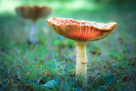 Magic shining light. Fantastic world of mushrooms. autumnal scene atmospheric bright autumn coloursの写真素材