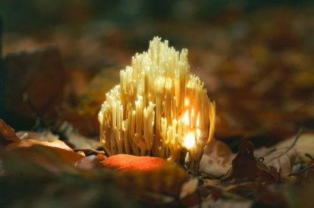 Autumn season. White Coral Fungus (clavaria) mushroom in autumn forest, autumnal background in woods. Mushrooms picking concept. Wild mushroom in autumn fallen leavesの写真素材