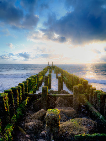 Wooden poles to break the waves on the coast of Walcheren, The Netherlandsの写真素材