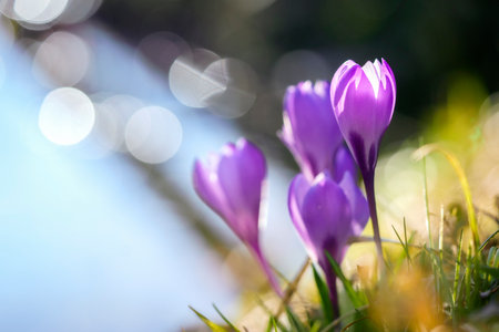Several purple crocus flowers are shown growing from grass, with a blurred light background of white and circular bokehの写真素材