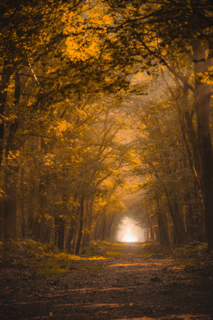 Serene dirt path winds through a dense, dark forest, illuminated by shafts of sunlight breaking through the leafy canopy.の写真素材