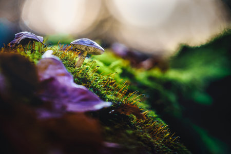 Delicate mushroom emerges from lush moss in a dimly lit forest. Soft bokeh lights create an ethereal...