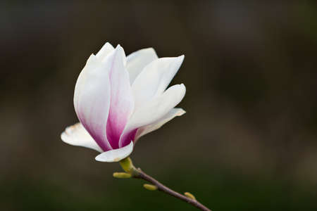White magnolia flower in spring at a dark backgroundの写真素材