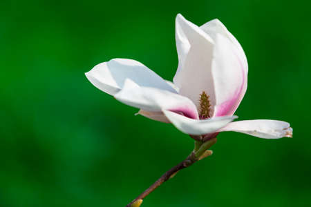 White magnolia flower in spring at a green backgroundの写真素材