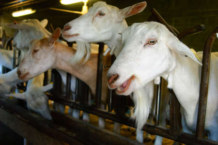 close-up of a white goat in her stable with some other goats in the backgroundの写真素材