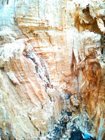 Grungy closeup in a tree stumpの写真素材