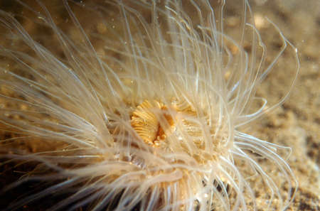 Close-up of the mouth of an anemone on a sandy underground