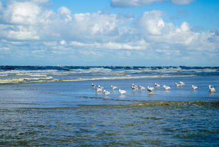 Seagulls in front of waves at the north sea with a blue sky at autumn